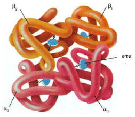 Elettroforesi Siracusa